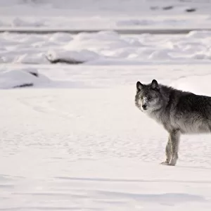 Gray wolf (Canis lupus) in the snow
