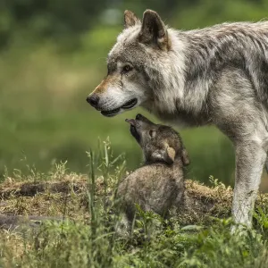Gray Wolf Family Gray Wolf Family