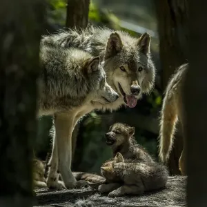 Gray Wolf Family Print Gray Wolf Family Print