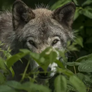 Gray Wolf Behind Leaves Print Gray Wolf Behind Leaves Print
