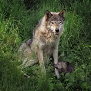 Gray Wolf mother and her newborn pup Gray Wolf mother and her newborn pup