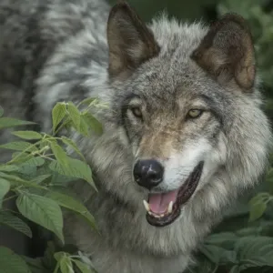 Gray Wolf Portrait Gray Wolf Portrait
