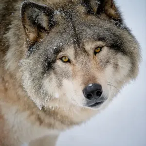 Eastern Gray Wolf Print Eastern Gray Wolf Print
