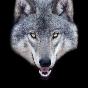 Gray Wolf Portrait Gray Wolf Portrait