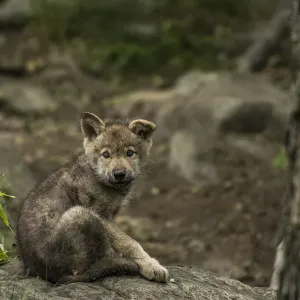 Gray Wolf Pup Gray Wolf Pup
