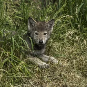 Gray Wolf Pup Summer Grass Print Gray Wolf Pup Summer Grass Print
