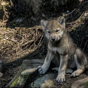 Gray Wolf pup Gray Wolf pup