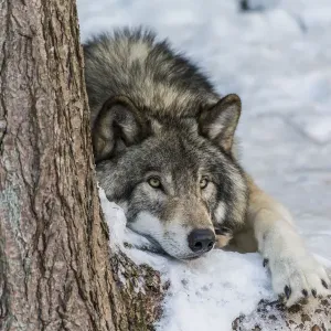 Gray Wolf Print: Snowy Landscape with Resting Timber Wolf Gray Wolf Print: Snowy Landscape with Resting Timber Wolf