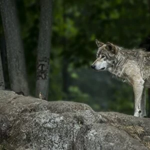 Gray Wolf On Rock