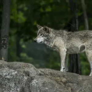 Gray Wolf On Rock Gray Wolf On Rock