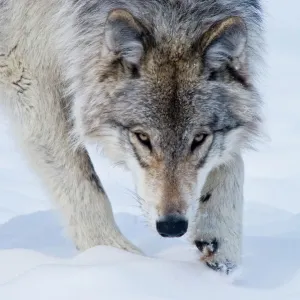 Gray wolf in winter