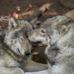 Gray Wolves Gray Wolves