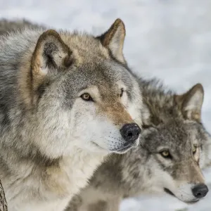 Gray Wolves Print: Two Timber Wolves Amidst Trees Gray Wolves Print: Two Timber Wolves Amidst Trees