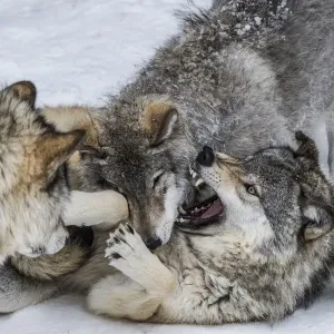Gray Wolves Playing Winter Print Gray Wolves Playing Winter Print
