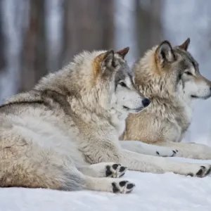 Gray Wolves in Winter Print Gray Wolves in Winter Print