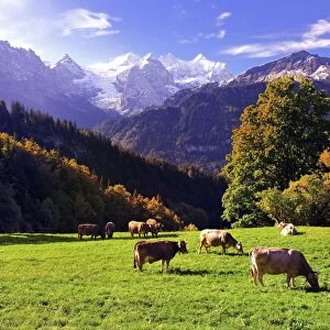 Grazing cows on a small mountain pasture at Hasliberg, behind Rosenlaui Glacierwith Dossen Lauteraarhorn, Rosenhorn, Schreckhorn, Wetterhorn, Meiringen, Canton of Bern, Switzerland