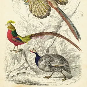 Great argus, pheasant and helmeted guinea fowl hand-colored engraving illustration 1848