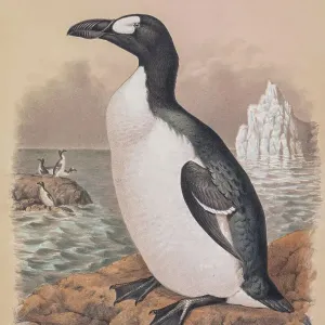 Great auk, 19th century illustration