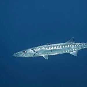 Great Barracuda -Sphyraena barracuda-, Little Tobago, Trinidad and Tobago