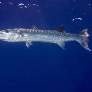Palau Great Barracuda Print - Sphyraena barracuda Palau Great Barracuda Print - Sphyraena barracuda