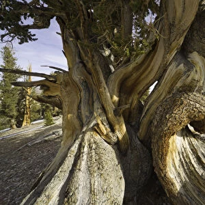 Great Basin Bristlecone Pine, White Mountains, Ca