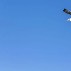Great Black-backed Gull -Larus marinus- in flight, Carrapateira, Algarve, west coast, Portugal, Atlantic Ocean, Europe