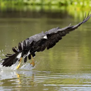 Great Black Hawk (Buteogallus urubitinga)