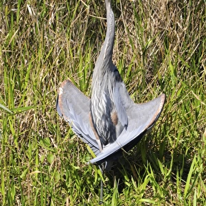Great blue heron, Ardea herodias, thermoregulating. Everglades National Park, Florida, USA. UNESCO World Heritage Site (Biosphere Reserve)