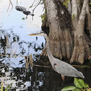 Great blue heron, Ardea herodias, stalks a fish as an alligator, Alligator mississippiensis, stalks the stalker. Everglades National Park, Florida, USA. UNESCO World Heritage Site (Biosphere Reserve)