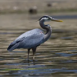 Great Blue Heron Print Great Blue Heron Print