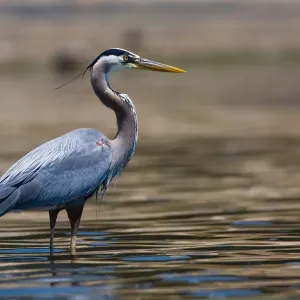 Great Blue Heron Print at Low Tide in Morro Bay Great Blue Heron Print at Low Tide in Morro Bay
