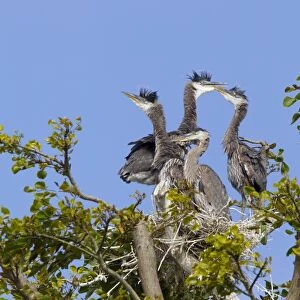 Great blue heron chicks