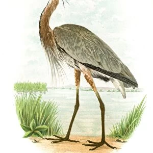 Great blue heron lithograph 1897