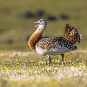 Great Bustard -Otis tarda-, Extremadura, Spain Great Bustard -Otis tarda-, Extremadura, Spain