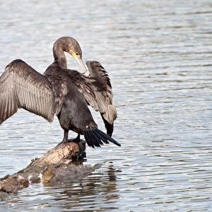 Great Cormorant or Great Black Cormorant -Phalacrocorax carbo- with outstretched wings, North Hesse, Hesse, Germany