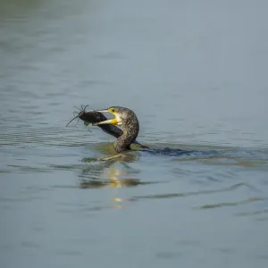 Great Cormorant -Phalacrocorax carbo-, Keoladeo National Park, Rajasthan, India Great Cormorant -Phalacrocorax carbo-, Keoladeo National Park, Rajasthan, India