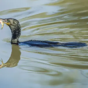 Great Cormorant -Phalacrocorax carbo-, Keoladeo National Park, Rajasthan, India Great Cormorant -Phalacrocorax carbo-, Keoladeo National Park, Rajasthan, India