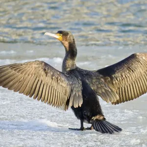 Great Cormorant Print - Standing on Ice, North Hesse, Germany Great Cormorant Print - Standing on Ice, North Hesse, Germany
