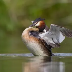 Great Crested Grebe (Podiceps cristatus) beating its wings, North Hesse, Hesse, Germany Great Crested Grebe (Podiceps cristatus) beating its wings, North Hesse, Hesse, Germany