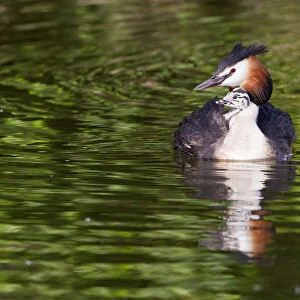 Great Crested Grebe -Podiceps cristatus- with chick in plumage, North Hesse, Hesse, Germany