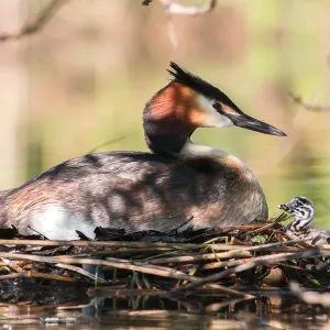 Great Crested Grebe (Podiceps cristatus) with chick on the nest, North Hesse, Hesse Great Crested Grebe (Podiceps cristatus) with chick on the nest, North Hesse, Hesse