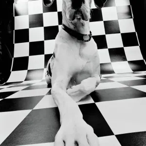 Prints of Photographer Prints: David Trood Photography