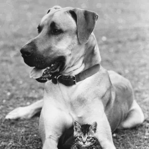 Great Dane And Kitten