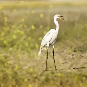 Grand jour d'être un aigrette. Grand jour d'être un aigrette.