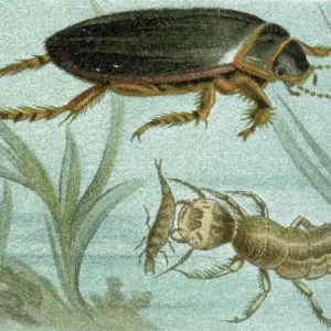 Great diving beetle illustration Great diving beetle illustration