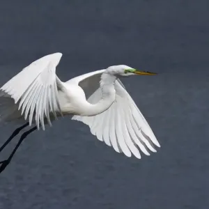 Great Egret Great Egret