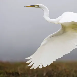 Great Egret (Ardea alba) bird flying