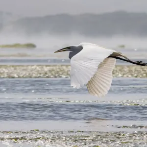 Great Egret (Ardea alba) in flight Great Egret (Ardea alba) in flight