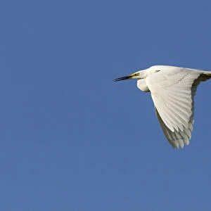 Great Egret -Ardea alba-, in flight against a blue sky, North Hesse, Hesse, Germany