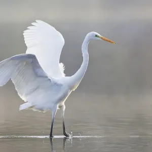 Great Egret Print - Ardea alba, North Hesse, Germany Great Egret Print - Ardea alba, North Hesse, Germany